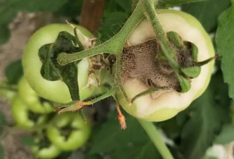 番茄十大常见病害高清图谱防治方法