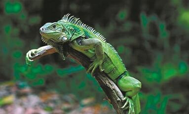 绿鬣蜥 美洲鬣蜥属所有种(犀牛鬣蜥,绿鬣蜥等)同样不可以买卖及无证