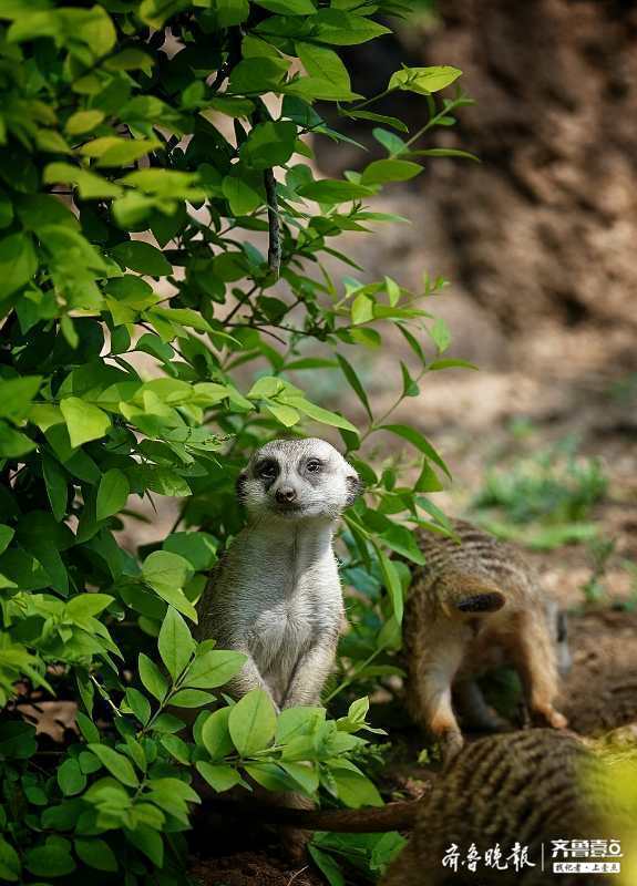 若有所思的小狐獴,是不是又在想鬼点子