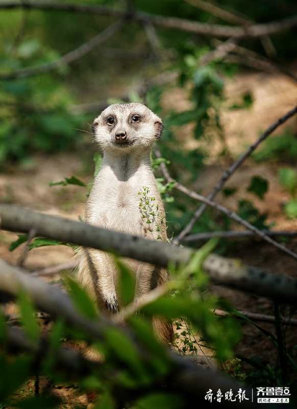 若有所思的小狐獴,是不是又在想鬼点子