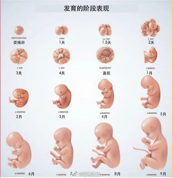 怀孕大小对照表图片