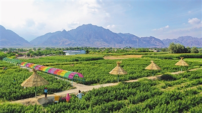 平罗：重点项目为高质量发展注入不竭动能