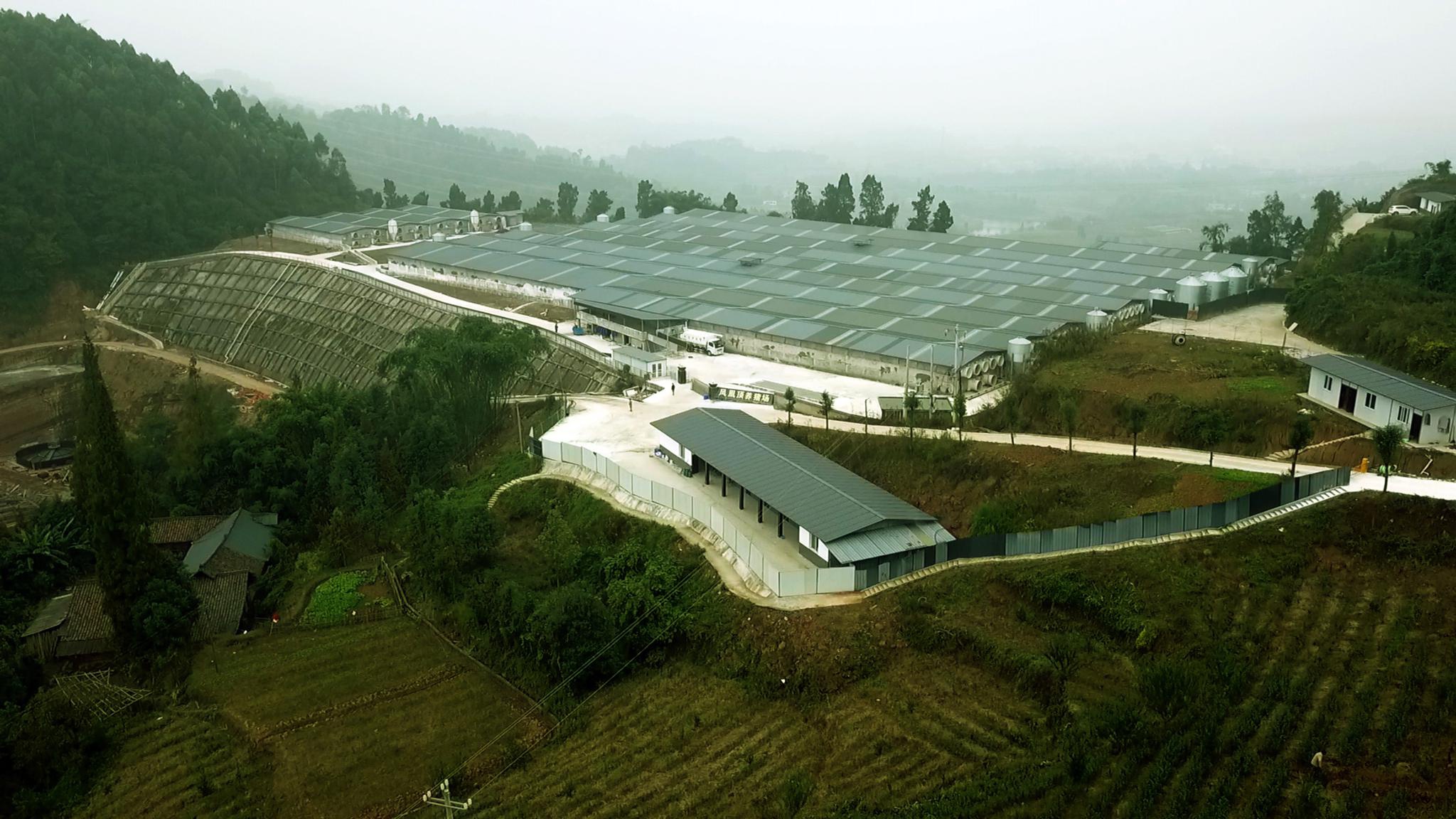 图为四川省洪雅县中山镇前锋村凤凰顶养猪专业合作社的猪场.