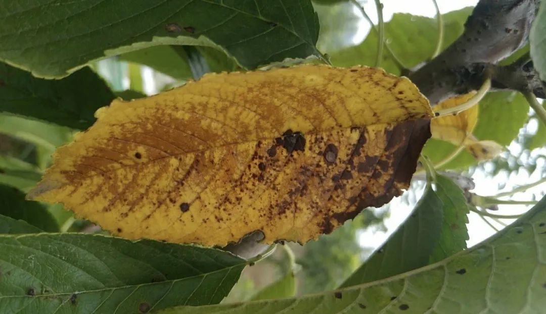樱桃褐斑病来袭防不住明年产量大打折扣