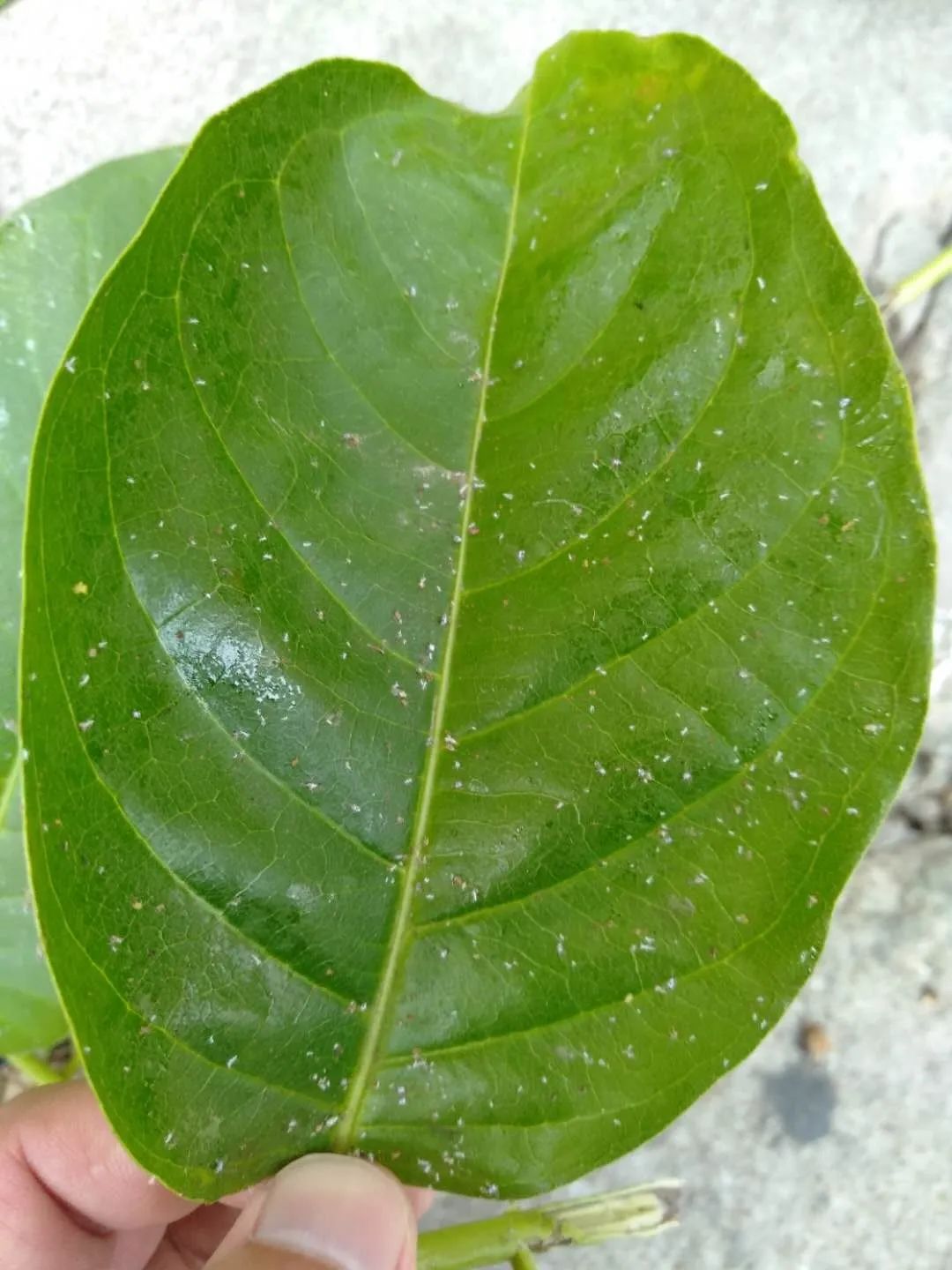 所谓的"树胶",其实并不是槐树树胶,而是一种由蚜虫分泌物和落在地下的