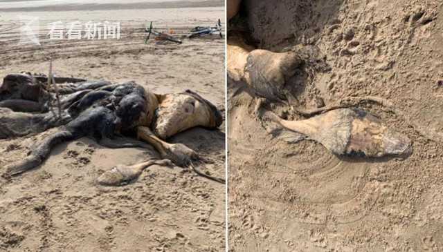 英国沙滩惊现海怪尸体体型巨大腐臭难闻