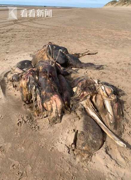 英国沙滩惊现海怪尸体体型巨大腐臭难闻