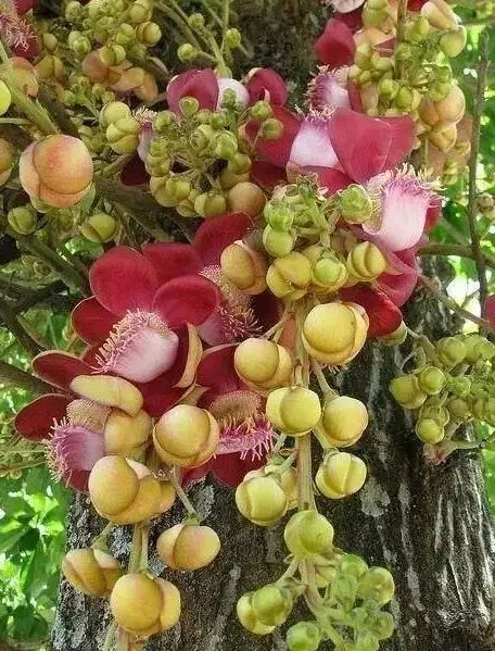 菩提开花千年难见见者吉祥转发出去功德无量无边