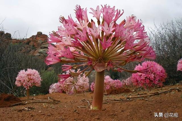 灯台百合,花开比足球大,壮观又好养,但是很难买到