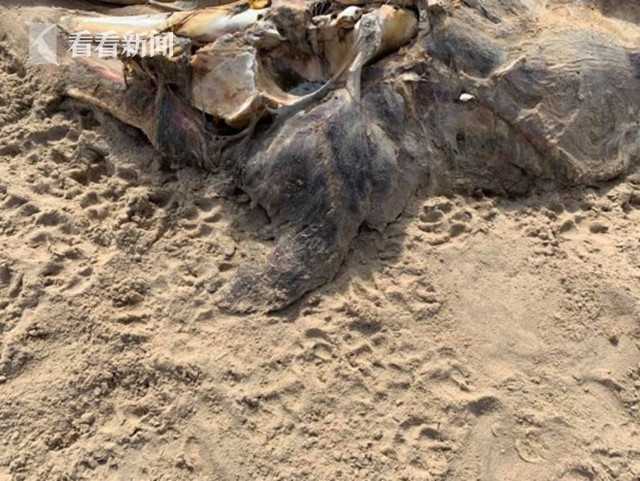 英国沙滩惊现海怪尸体体型巨大腐臭难闻