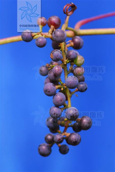 别名野葡萄,山葡萄,山藤藤秧.