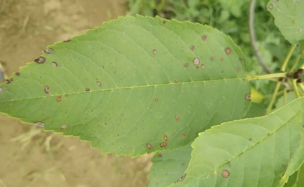 樱桃褐斑病来袭防不住明年产量大打折扣