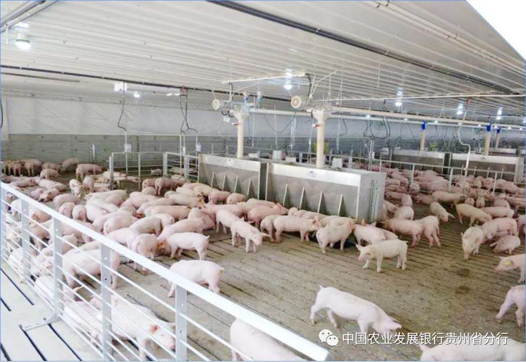 贵州日泉农牧有限公司养殖场现况 图片来源：中国农业发展银行贵州省分行官微