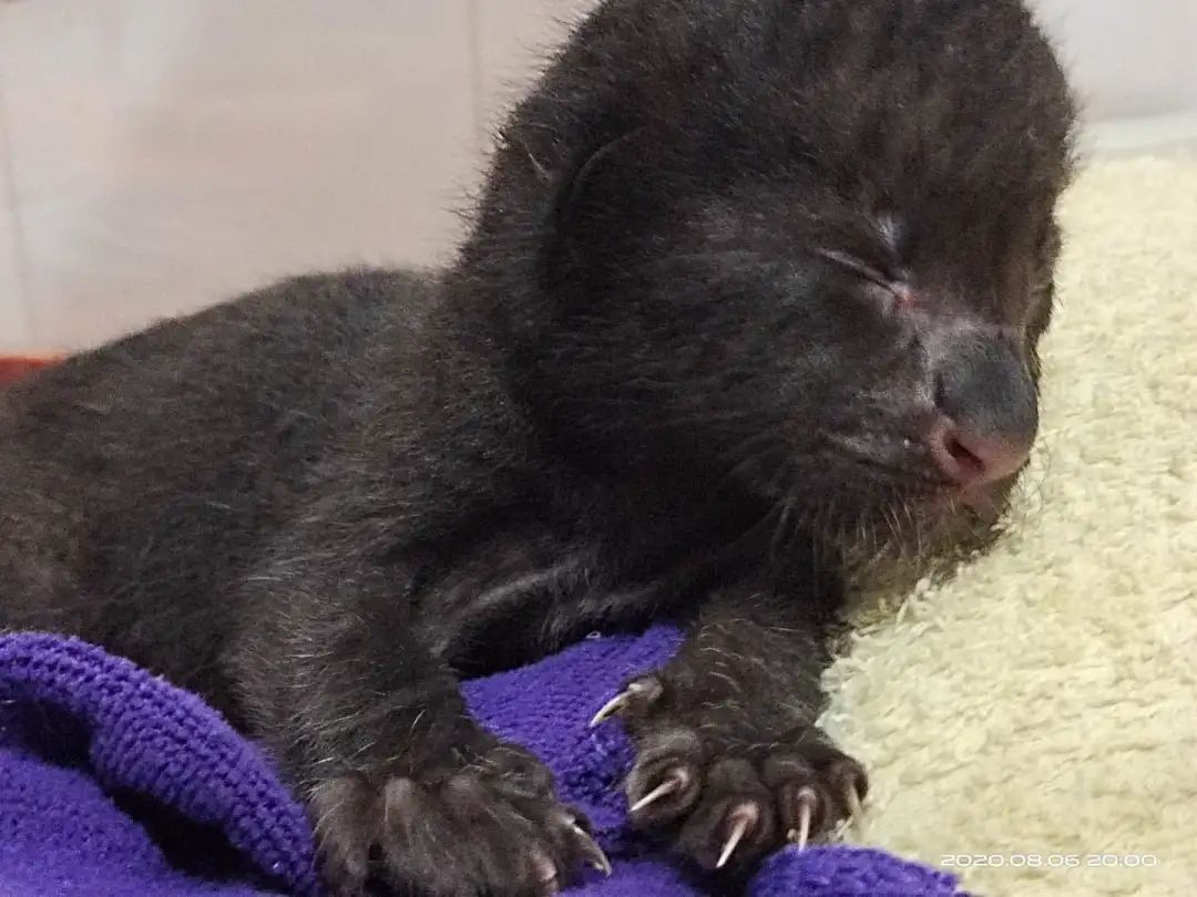 好消息小黑豹吃上了母乳第一任奶妈是只小比熊