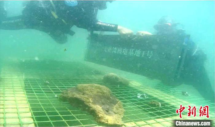 最强大脑“水哥”王昱珩潜入海底为“大亚湾核电基地珊瑚保育区”挂牌。　中广核 摄