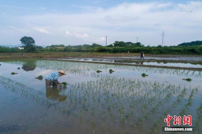 图为江西湖口县均桥镇农民一边在栽插晚稻，一边在播种育秧。(资料图) 李学华 摄