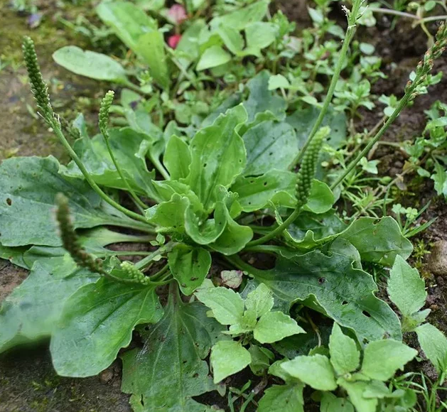 农村路边杂草被称为"观世音草",在治疗结石和痛风方面有奇效__财经