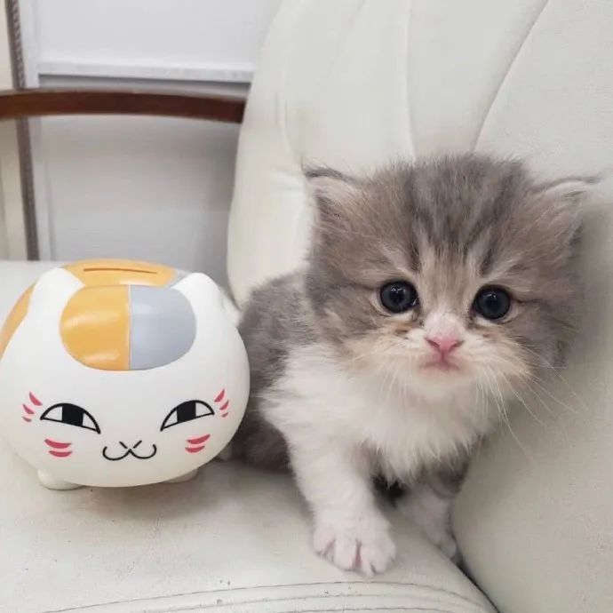 快来看看奶气十足小猫咪吧!啊啊可爱死了!