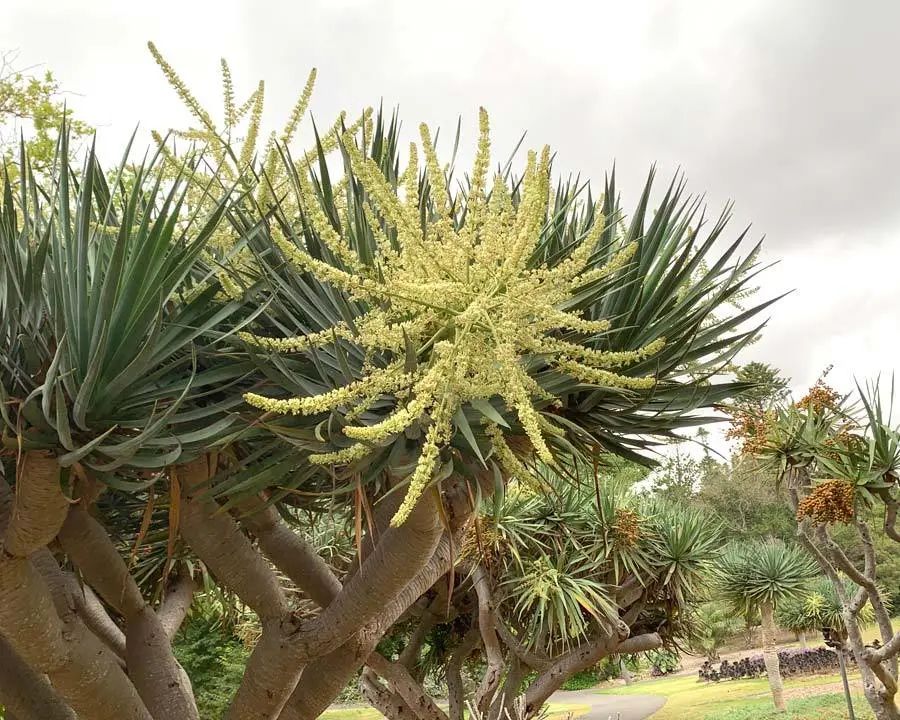 图片:cultivar413 / flickr   第一次开花后,龙血树茎顶开始长出许多