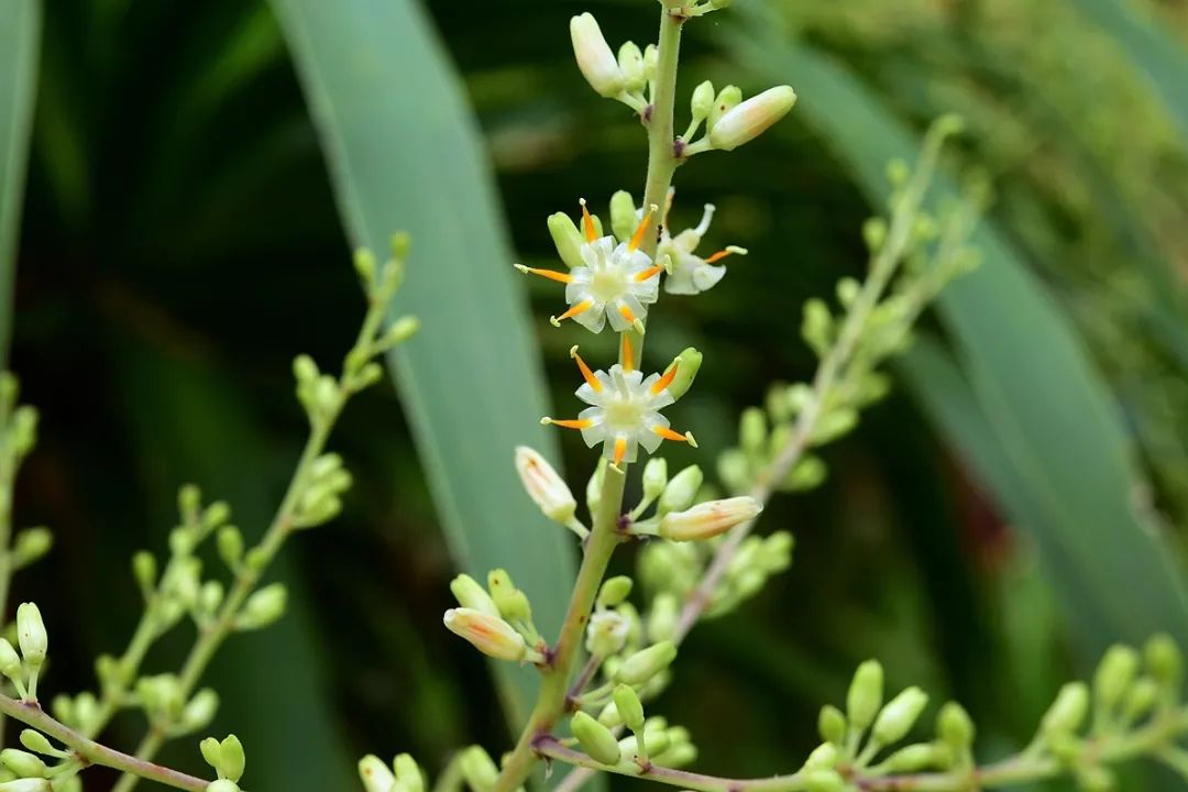 海南龙血树,又名柬埔寨龙血树,小花龙血树,山海带,产中国海南岛,越南