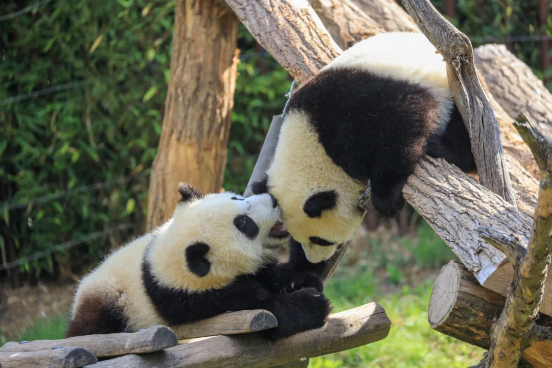 旅居比利时双胞胎大熊猫"宝弟"和"宝妹"迎来周岁生日