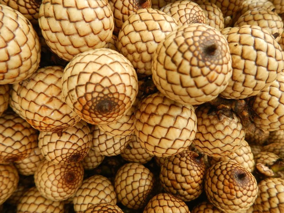 龙血树盼我治病还盼我是南山不老松