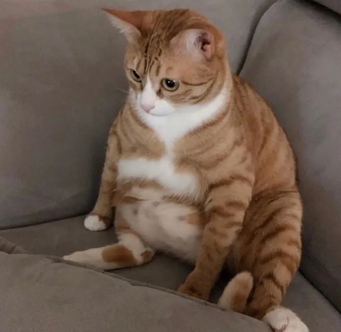 肥猫可爱加倍好大一坨谢谢有被治愈