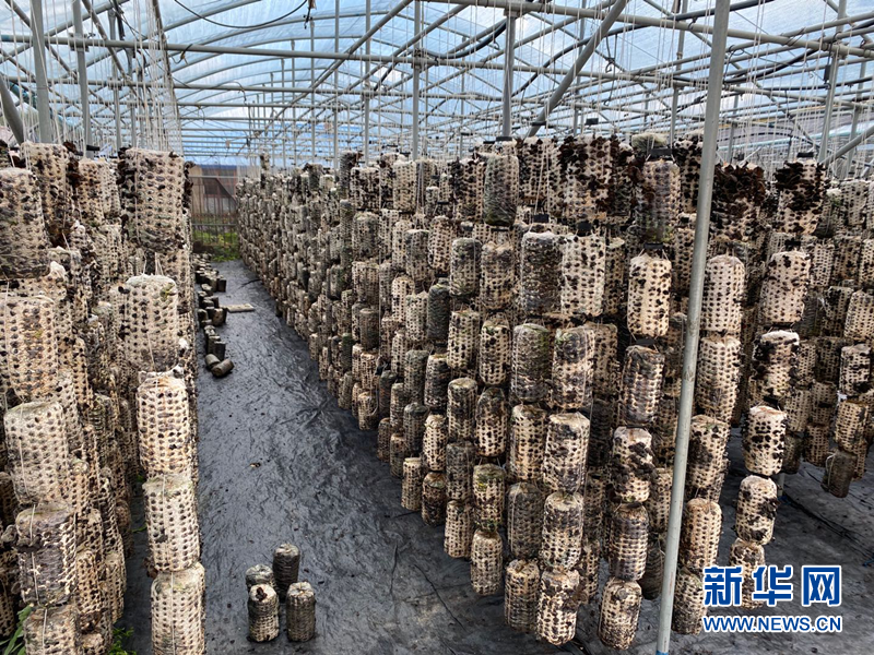 张秀荣大妈家的木耳大棚.新华网 梁甜甜摄