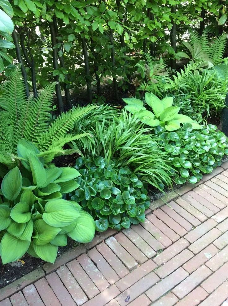 庭院里的阴处怎么办这里给你支招附10种常用耐阴植物