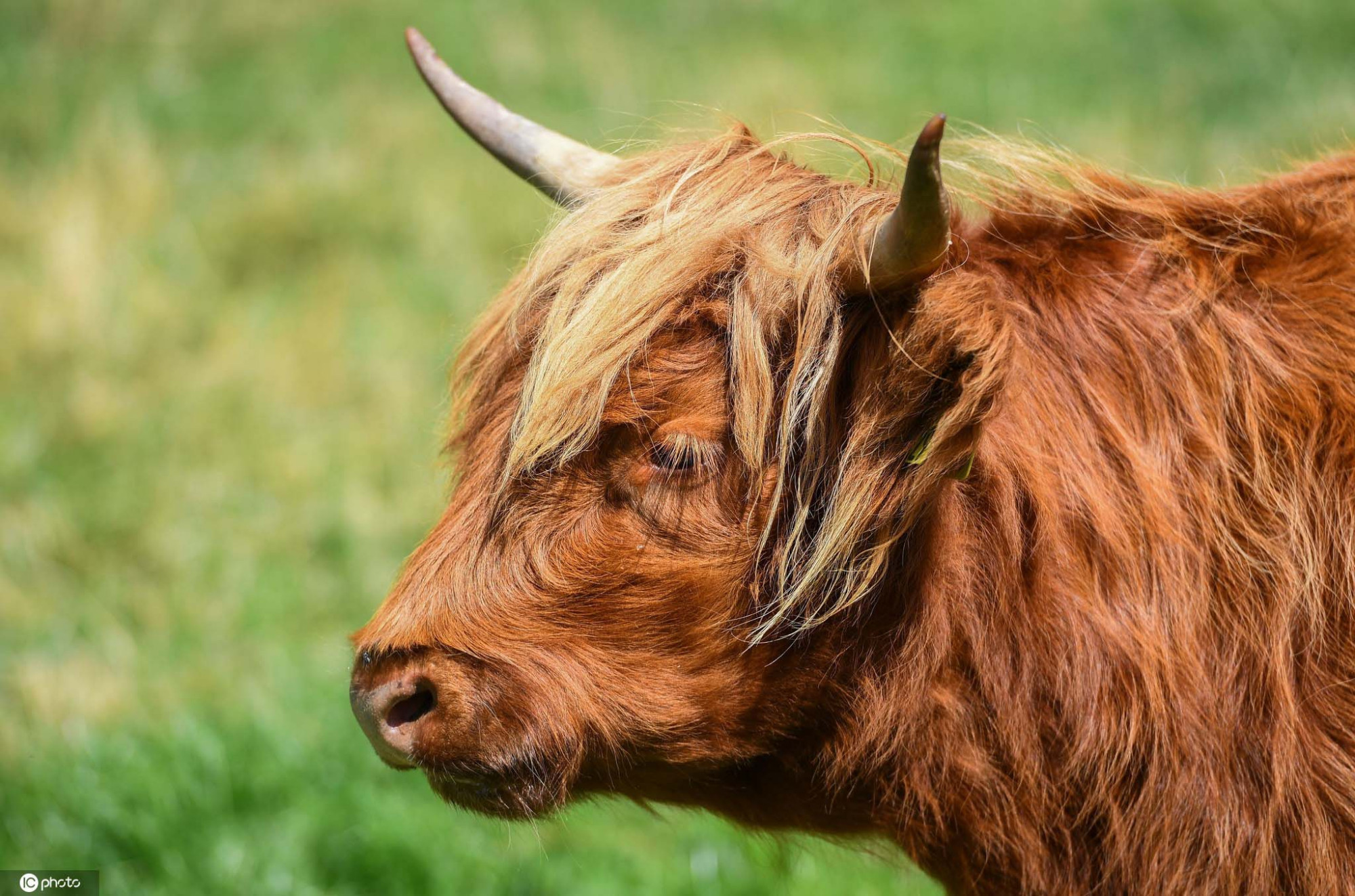 热懵了?英国高地牛一脸无辜 树荫下散发呆萌魅力