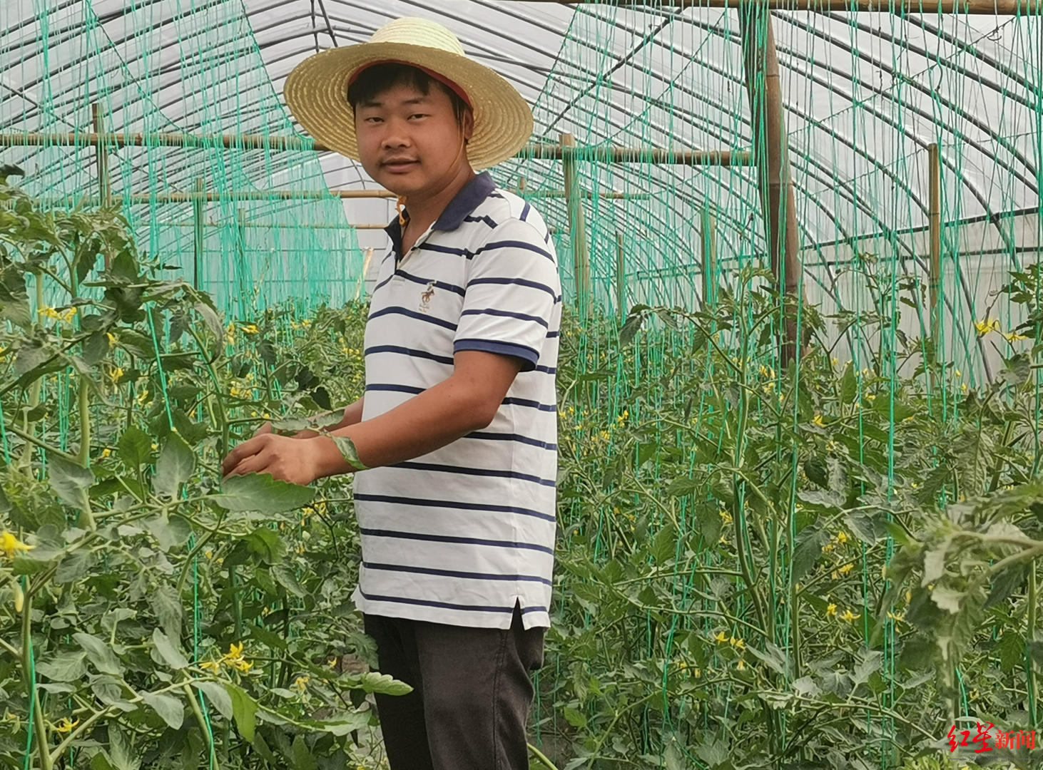 “500强企业工程师辞职回乡种番茄”上热搜！回应：目前有16亩番茄，一亩每年赚5万休闲区蓝鸢梦想 - Www.slyday.coM
