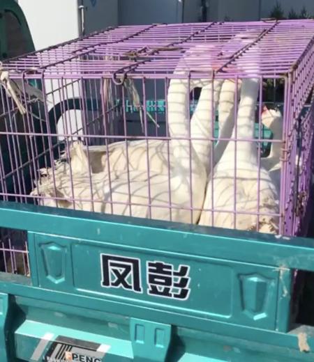 7旬大爷卖鹅违章交警这个举动引网友狂赞