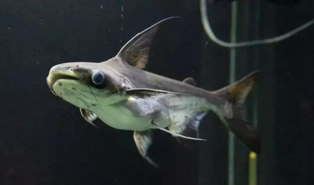 当把不同的观赏鱼放入一个鱼缸有的鱼友就是看热闹不嫌事大