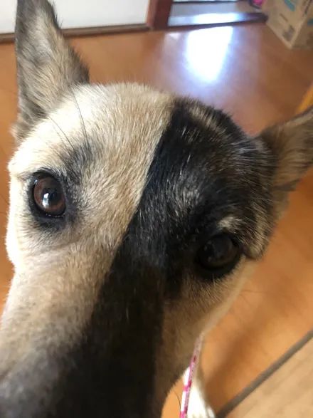 狗狗脸只有一半是黑的,而且还界限分明,网友:防晒只涂一半?