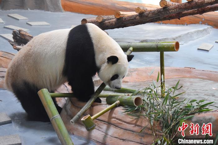 图为正在享受生日大餐的大熊猫。西宁熊猫馆供图