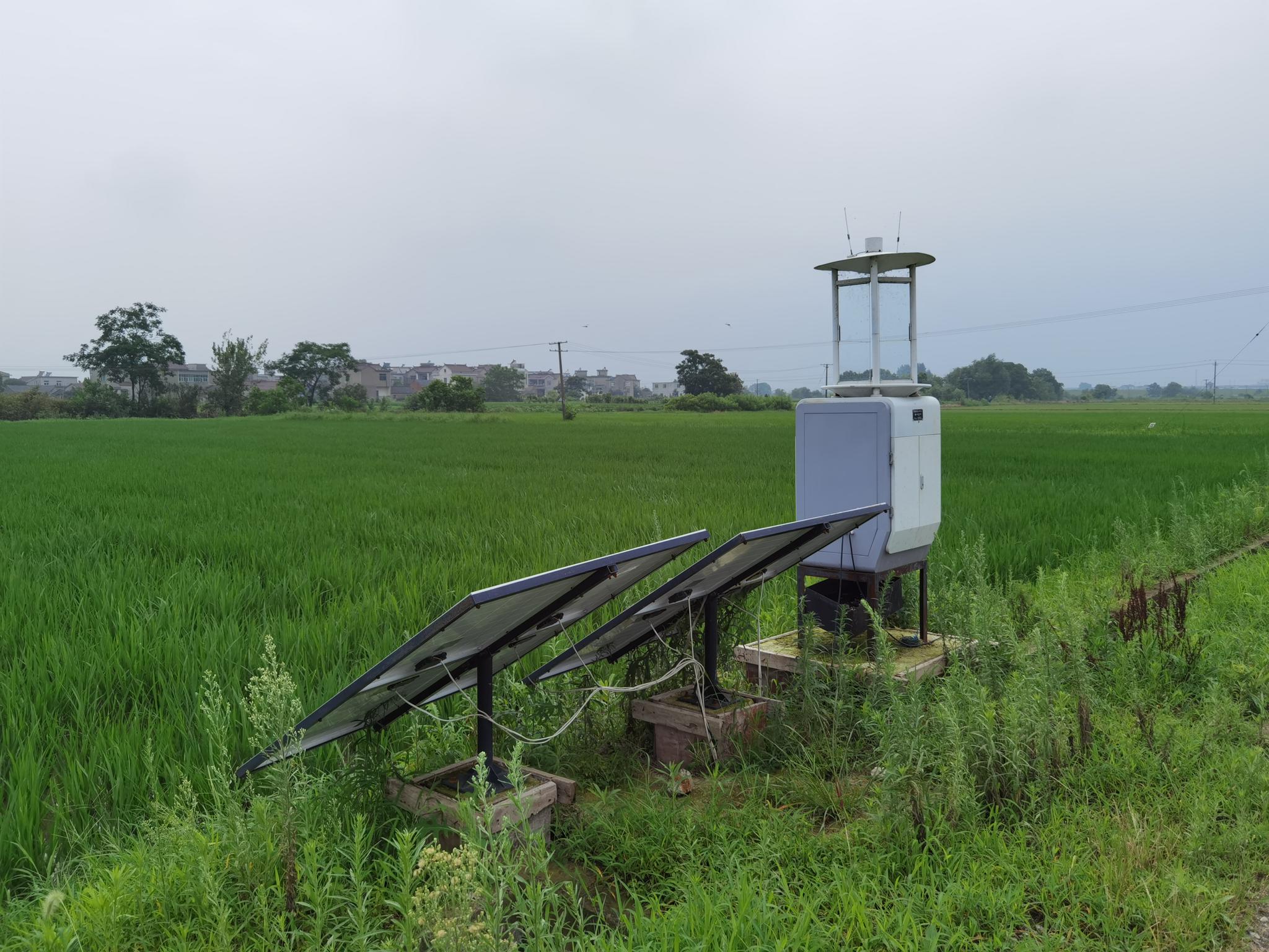 稻田中用于监测病虫害情况的"虫情灯".新华社记者 马姝瑞 摄