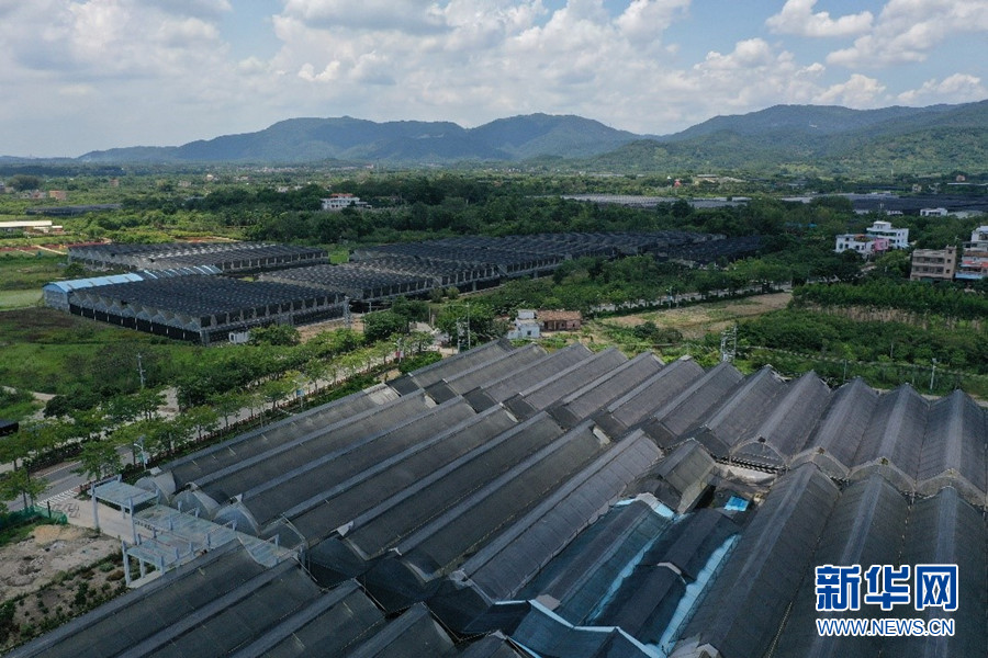 广州从化新开花谷搭建花卉产业"上云"新轨道