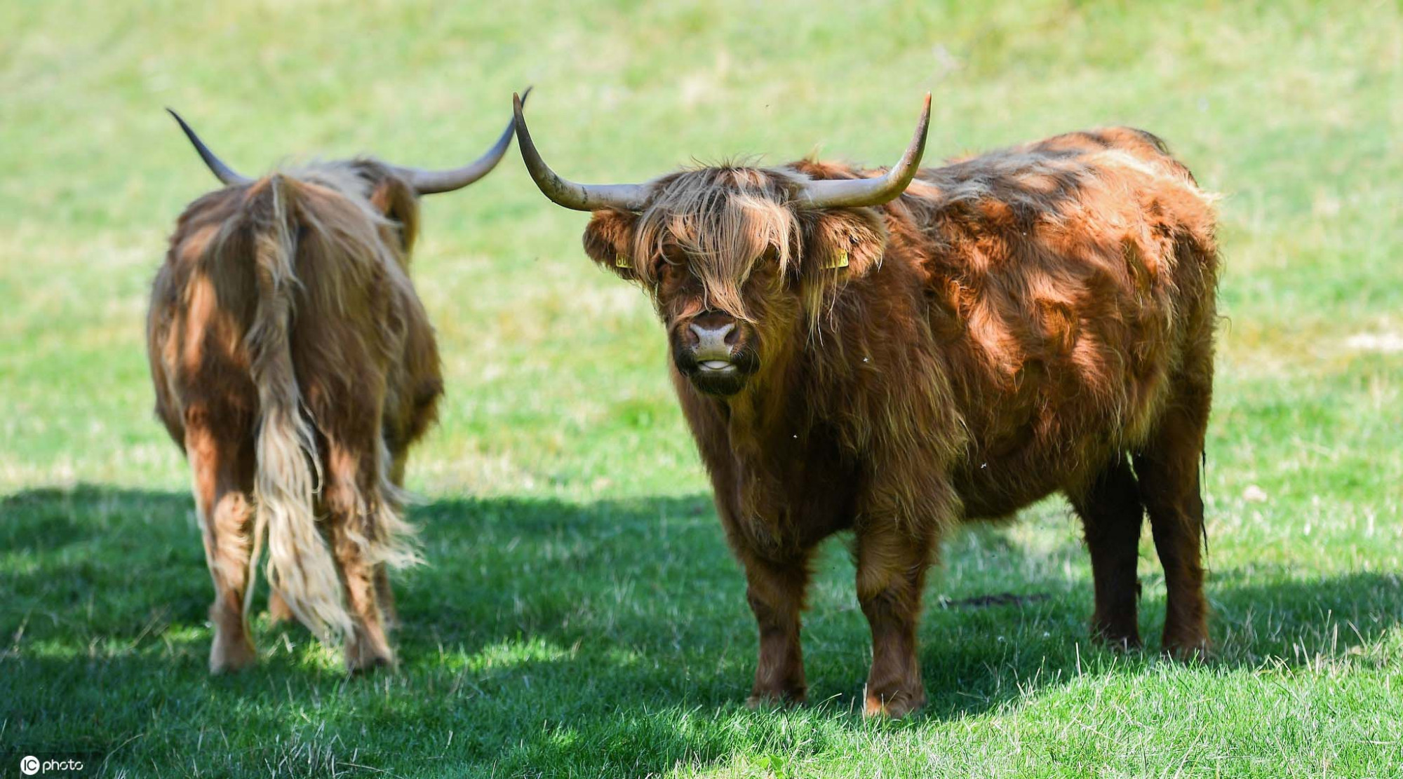 热懵了?英国高地牛一脸无辜 树荫下散发呆萌魅力
