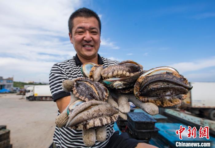 养殖工人展示收获的鲍鱼. 李信君 摄