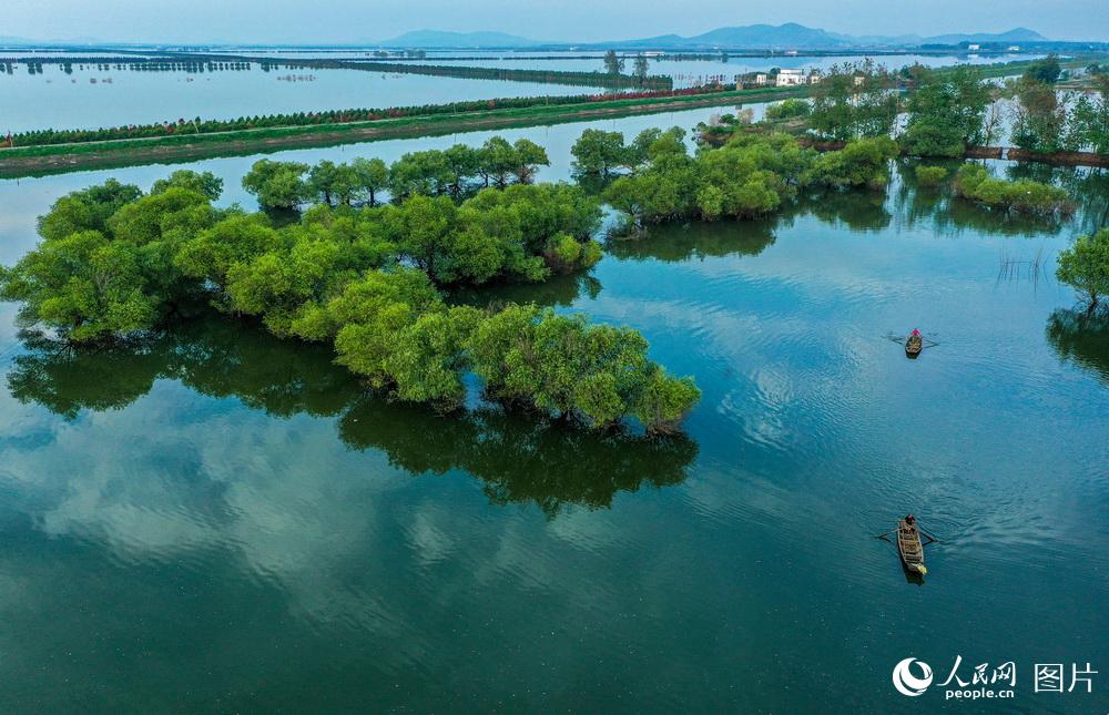 安徽庐江:治理水环境 岸绿水碧清