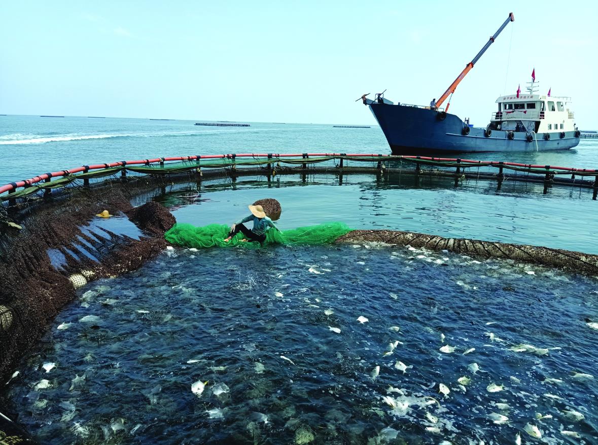 正文  记者从银海区海洋局获悉,银海区积极发展深水抗风浪网箱养殖,上