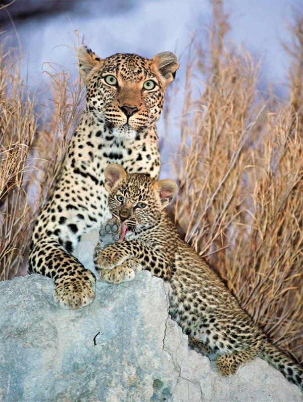 非洲之美去非洲看动物摄影集