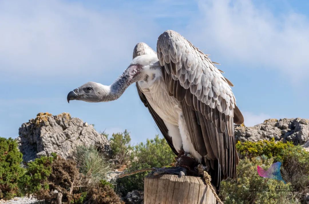 太秃然！北京动物园一大熊猫竟然"秃"了！手里的竹子突然不香了…休闲区蓝鸢梦想 - Www.slyday.coM