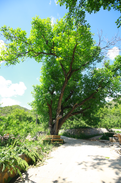古树见证生态文明成效美丽乡村嬗变