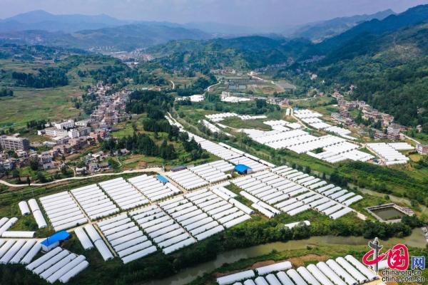 红托竹荪托起贵州纳雍县寨乐镇村民脱贫梦【组图】