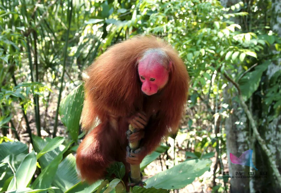 太秃然！北京动物园一大熊猫竟然"秃"了！手里的竹子突然不香了…休闲区蓝鸢梦想 - Www.slyday.coM