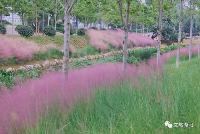 沿河两岸的粉黛乱子草颜色偏淡,光线的反射下反倒更添柔美.