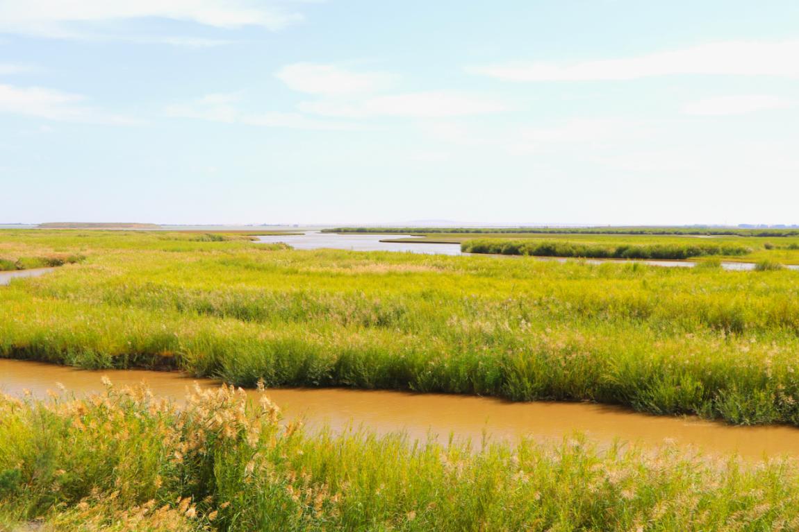 甘肃民勤初秋时节石羊河国家湿地公园景色宜人