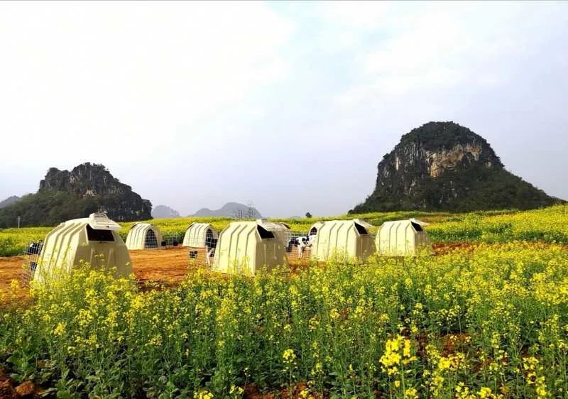 崇左市三个项目荣获"广西休闲农业和乡村旅游示范点"称号