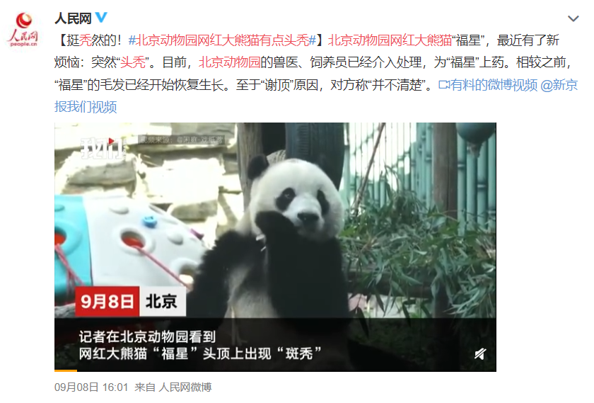 太秃然！北京动物园一大熊猫竟然"秃"了！手里的竹子突然不香了…休闲区蓝鸢梦想 - Www.slyday.coM